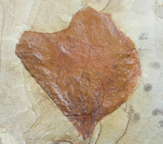 Bargain, Fossil Leaf (Beringiaphyllum) - Montana #71517